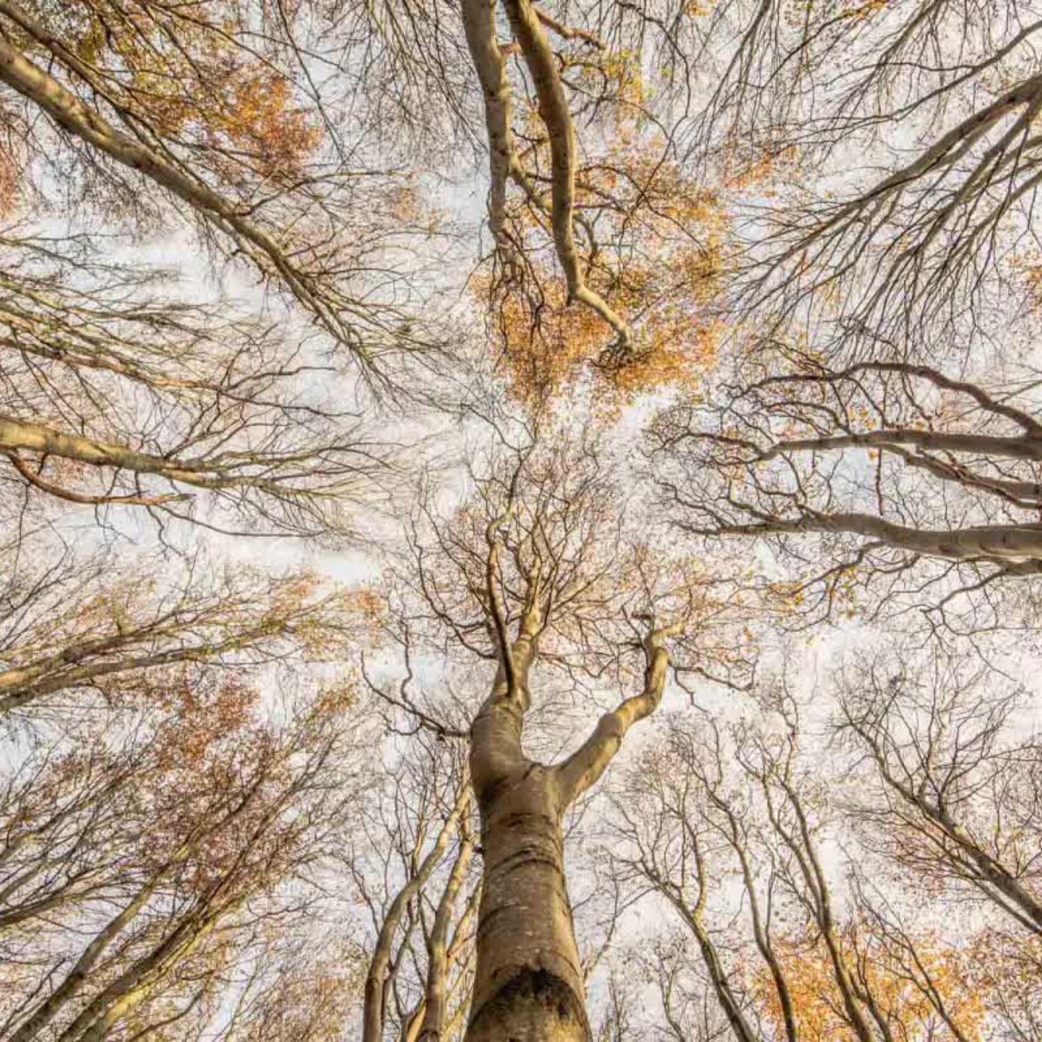 Chaîne Mme Garland cover art